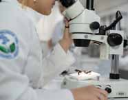 Estudante do curso de Licenciatura em Ciências Biológicas da Unoeste observa um inseto sob microscópio em laboratório. Usa jaleco branco com brasão da instituição no braço, destacando o foco na análise de amostras biológicas e o ambiente científico ao fundo.
