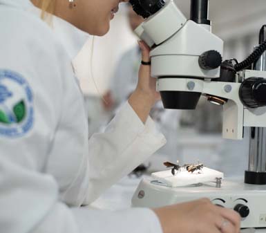 Estudante do curso de Ciências Biológicas licenciatura da Unoeste em Presidente Prudente utiliza jaleco branco e observa um inseto posicionado sob microscópio em laboratório. O ambiente é claro, moderno e equipado, com outros colegas ao fundo, destacando a prática científica no ensino superior.