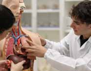 Faculdade de Biomedicina: Alunos com jalecos brancos Unoeste, interagem com um modelo anatômico de torso humano, apontando para os órgãos internos, em um laboratório moderno, com prateleiras ao fundo, compondo um cenário de aula prática, limpo e organizado.