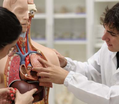 Biomedicina Jaú: Dois alunos com jalecos brancos, um homem e uma mulher, interagem com um modelo anatômico de torso humano, apontando para os órgãos internos, em um laboratório moderno, com prateleiras ao fundo, compondo um cenário de aula prática, limpo e organizado.