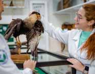 Alunos do curso de Ciências Biológicas, formação pedagógica, da Unoeste interagem com animal taxidermizado em laboratório. Uma estudante toca cuidadosamente a cabeça de uma grande ave de penas marrons e bico amarelo, exposta sobre vitrine de vidro. O local possui prateleiras com materiais didáticos e ambiente científico.