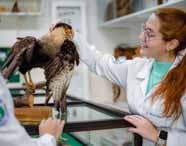 Estudantes de Ciências Biológicas da Unoeste observam e interagem com animal taxidermizado, uma grande ave de penas marrons e bico amarelo, exposta sobre vitrine de vidro. Uma aluna toca cuidadosamente a cabeça da ave, demonstrando interesse pelo estudo prático de zoologia em ambiente acadêmico.