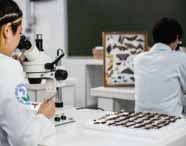 Estudantes de Ciências Biológicas da Unoeste em Presidente Prudente realizam aula prática em laboratório. Uma aluna observa insetos sob microscópio, com bandeja cheia de exemplares à frente. Ao fundo, outro estudante também trabalha no microscópio, e há quadros expositores de borboletas e mariposas.