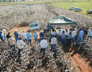Grupo de estudantes e agrônomos em campo de algodão, participando de pesquisa ou dia de campo da Faculdade de Agroecologia em Presidente Prudente, com pivôs de irrigação ao fundo.