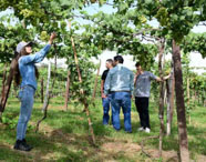Alunos e professores da Faculdade de Agroecologia em Presidente Prudente participando da colheita de uvas em vinhedo experimental, aprendendo sobre viticultura.