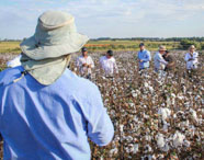 Vista de um campo de algodão na fazenda experimental da Faculdade de Agroecologia em Presidente Prudente, com pesquisadores observando a lavoura e o desenvolvimento.