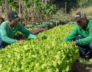 Dois homens cultivando alface em uma horta da Faculdade de Agroecologia em Presidente Prudente, representando práticas de agroecologia e cultivo sustentável.
