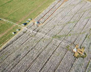 Vista aérea de lavoura de algodão com pivô de irrigação na fazenda experimental da Faculdade de Agroecologia em Presidente Prudente, mostrando a extensão do cultivo.