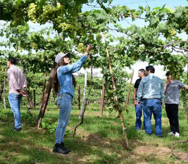Alunos e professores da Faculdade de Agroecologia em Presidente Prudente participando da colheita de uvas em vinhedo experimental, aprendendo sobre viticultura.