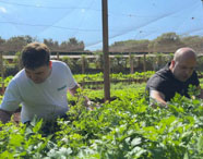 Alunos da Faculdade de Alimentos trabalhando em horta experimental, cultivando vegetais sob tela de proteção, aprendendo sobre produção sustentável.