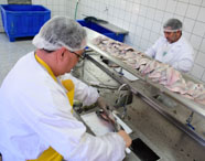 Profissionais da Faculdade de Aquicultura realizando o corte e filetagem de peixes em ambiente industrial, demonstrando processamento de pescado.