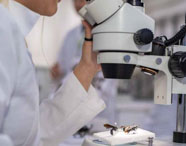 Aluna da Faculdade de Ciências Biológicas utilizando microscópio para analisar insetos em laboratório, focando em entomologia e pesquisa biológica.