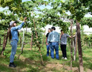 Alunos da Faculdade de Agronomia em aula prática de colheita de uvas em vinhedo, aprendendo sobre viticultura e manejo de culturas.