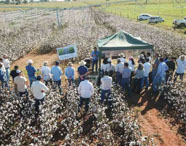 Grupo de estudantes e agrônomos em campo de algodão, participando de pesquisa ou dia de campo da Faculdade de Agronomia, com pivôs de irrigação ao fundo.