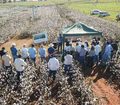 Grupo de agrônomos e estudantes da Faculdade de Agronomia em Jaú em dia de campo ou pesquisa em lavoura de algodão, destacando o perfil profissional do curso.