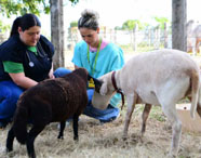 Duas alunas da Faculdade de Medicina Veterinária realizando atendimento e exame em ovinos em área externa, demonstrando prática com grandes animais.