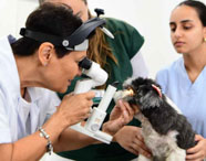 Veterinária ou aluna da Faculdade de Medicina Veterinária realizando exame oftalmológico em um cão de pequeno porte, com auxílio de outro estudante.