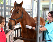 Duas alunas da Faculdade de Medicina Veterinária em aula prática com um cavalo, realizando manejo e exames em ambiente equestre.