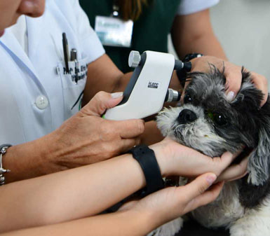 Veterinário ou aluno da Faculdade de Medicina Veterinária em Jaú realizando exame oftalmológico em cão, demonstrando o perfil profissional do curso no cuidado animal.