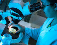 Pesquisador ou aluno da Faculdade de Biotecnologia em Presidente Prudente realizando análise laboratorial com microscópio, examinando amostra em placa de Petri.
