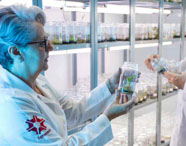 Pesquisadores em laboratório de cultura de tecidos da Faculdade de Biotecnologia em Presidente Prudente, analisando amostras de plantas em frascos.