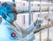 Pesquisadores em laboratório de cultura de tecidos da Faculdade de Silvicultura em Presidente Prudente, analisando amostras de plantas em frascos.
