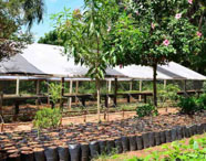 Viveiro de mudas da Faculdade de Silvicultura, com estufa e plantas jovens em sacos plásticos, representando a produção e pesquisa florestal.