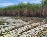 Talos de cana-de-açúcar recém-colhidos no chão de uma lavoura, com canavial ao fundo, representando a produção sucroalcooleira em Presidente Prudente.