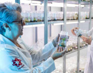 Pesquisadores em laboratório de cultura de tecidos da Faculdade de Produção Sucroalcooleira em Presidente Prudente, analisando amostras de plantas em frascos.