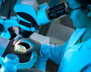 Pesquisador ou aluno da Faculdade de Produção Sucroalcooleira em Presidente Prudente realizando análise laboratorial com microscópio, examinando amostra em placa de Petri.
