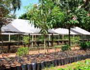Viveiro de mudas da Faculdade de Produção Sucroalcooleira, com estufa e plantas jovens em sacos plásticos, representando a produção e pesquisa agrícola.