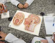 Visão aérea de alunos de Medicina em jalecos brancos analisando modelos anatômicos da cabeça, com seções sagitais e coronais, em uma aula prática de anatomia.