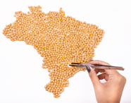 Faculdade de agronegócio Presidente Prudente: mão com pinça posiciona sementes de soja formando o mapa do Brasil sobre superfície branca. A imagem reforça o protagonismo do agronegócio brasileiro, a precisão no trabalho de laboratório e o preparo dos alunos para atuação técnica, pesquisa e inovação no setor agrícola nacional.