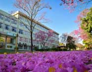 Entrada do Bloco B3 da Unoeste, ladeada por árvores de ipê rosa em plena floração. O chão está coberto por pétalas cor-de-rosa, destacando a beleza natural do campus, onde acontecem aulas e projetos de Engenharia Ambiental e Sanitária.