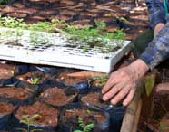 Mão de pessoa idosa cuida de mudas jovens em saquinhos plásticos sobre solo avermelhado. Ao fundo, bandeja branca com pequenas plantas recém-germinadas. Imagem típica de práticas de viveiro no curso de Engenharia Ambiental e Sanitária.