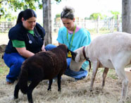 Duas estudantes de Medicina Veterinária atendem ovinos em área externa com gramado.