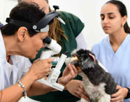 Professora realiza exame em cão de pequeno porte com apoio de estudantes em consultório veterinário.