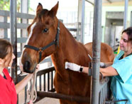 Estudante examina cavalo durante aula prática em instalação da Medicina Veterinária.