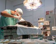 Cirurgião veterinário da Unoeste, vestido com avental verde e touca, realiza procedimento cirúrgico em cão anestesiado sobre mesa cirúrgica. O centro cirúrgico é equipado com focos de luz, monitores, bombas de infusão e instrumentos esterilizados organizados.