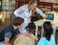 Professora e alunos de Medicina Veterinária da Unoeste realizam ultrassom em ovelha dentro de curral. A docente aponta para a tela do aparelho, mostrando imagens internas do animal, enquanto os estudantes auxiliam e observam atentamente o procedimento.