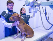 Estudantes de Medicina Veterinária preparam cão marrom para exame de raio-X em sala equipada do hospital veterinário da Unoeste. Ambos usam aventais de proteção e posicionam o animal sentado sobre a mesa, sob iluminação azulada e equipamento radiológico.