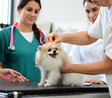 Cena de atendimento veterinário no curso de Medicina Veterinária da Unoeste em Presidente Prudente. Um cão da raça Spitz Alemão, pequeno e peludo, com laço rosa na cabeça, está sobre a mesa de exame sendo acariciado por profissionais de jaleco branco e verde, um deles com estetoscópio rosa no pescoço.