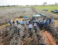 Estudantes e professores do curso de Agronomia da Unoeste participam de atividade prática de pesquisa em plantio de algodão na fazenda experimental, em Presidente Prudente. O grupo está reunido ao redor de uma tenda, recebendo orientações técnicas em meio à lavoura, destacando o ensino prático e a vivência no campo
