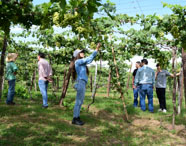 Estudantes do curso de Agronomia realizando colheita de uvas na fazenda experimental da Unoeste em Prudente. 