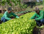 Agronomia Unoeste: dois profissionais trabalham em uma horta, cuidando de pés de alface e outras hortaliças. Eles utilizam uniformes e bonés, demonstrando técnicas de cultivo sustentável. O ambiente evidencia práticas de agricultura e manejo agrícola em Presidente Prudente.