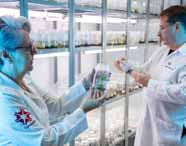 Agronomia Unoeste: docentes em laboratório de tecidos vegetais, analisando mudas acondicionadas em frascos de vidro. A atividade evidencia pesquisa em biotecnologia, aprimoramento genético e ensino avançado na área de ciências agrárias no campus de Presidente Prudente.