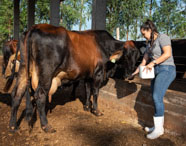 Estudante do curso de Zootecnia alimenta bovinos em curral aberto, usando botas brancas e jeans. O animal, de pelagem marrom escura com manchas pretas, se aproxima do cocho. Ao fundo, outros bovinos e árvores compõem o cenário típico de centro zootécnico universitário, evidenciando práticas de manejo alimentar.