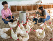 Duas estudantes do curso de Zootecnia realizam manejo em granja, rodeadas por galinhas brancas de crista vermelha. Uma anota dados em prancheta, enquanto a outra abastece o comedouro metálico central. O ambiente é coberto de serragem, com ninhos de madeira ao fundo, ilustrando rotina prática em instituição de ensino.