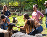 Grupo de estudantes de Zootecnia realiza manejo sanitário em ovelhas no pasto. Uma aluna interage diretamente com o animal, enquanto outros observam e anotam informações em pranchetas. As ovelhas têm pelagem variada e o cenário verde reforça o ambiente experimental típico de centros universitários.
