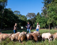 Três estudantes observam e monitoram um grupo de ovelhas que se alimentam em cocho ao ar livre, cercados por vegetação e árvores. A cena retrata atividade de campo do curso de Zootecnia, comum em instituições de ensino superior, focada em manejo e bem-estar animal.